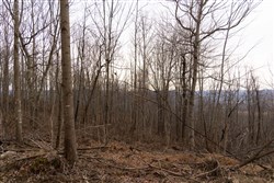 property photo for Jade Pass Tract 21, 23.09 acres for sale in Whitley County, Kentucky