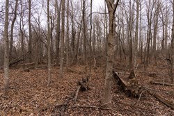 property photo for Jade Pass Tract 21, 23.09 acres for sale in Whitley County, Kentucky