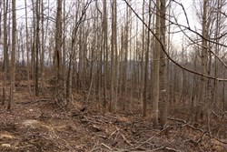 property photo for Jade Pass Tract 21, 23.09 acres for sale in Whitley County, Kentucky