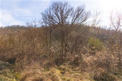 property photo for Jade Pass Tract 36, 14.3 acres for sale in Whitley County, Kentucky