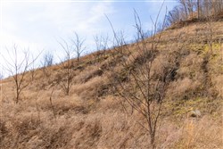 property photo for Jade Pass Tract 4, 5.05 acres for sale in Whitley County, Kentucky
