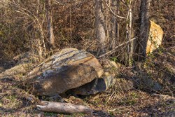 property photo for Jade Pass Tract 42, 6.33 acres for sale in Whitley County, Kentucky