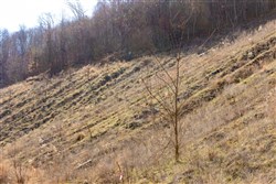 property photo for Jade Pass Tract 7, 7.02 acres for sale in Whitley County, Kentucky