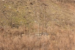 property photo for Jade Pass Tract 8, 7 acres for sale in Whitley County, Kentucky