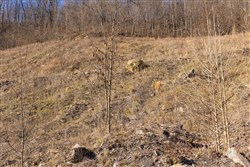 property photo for Jade Pass Tract 9, 5.8 acres for sale in Whitley County, Kentucky