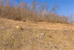property photo for Jade Pass Tract 9, 5.8 acres for sale in Whitley County, Kentucky
