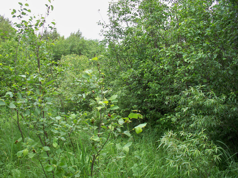 Tract 5 at Pine Island Ranch in Koochiching County, Minnesota