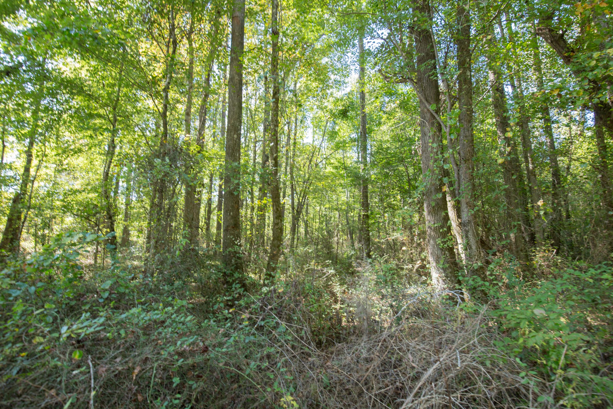 Tract 10 at Brentwood in Attala County, Mississippi