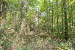 property photo for Brentwood Tract 11, 4.22 acres for sale in Attala County, Mississippi