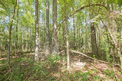 property photo for Brentwood Tract 11, 4.22 acres for sale in Attala County, Mississippi