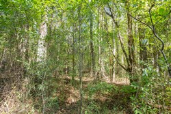 property photo for Brentwood Tract 11, 4.22 acres for sale in Attala County, Mississippi