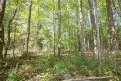 property photo for Brentwood Tract 11, 4.22 acres for sale in Attala County, Mississippi