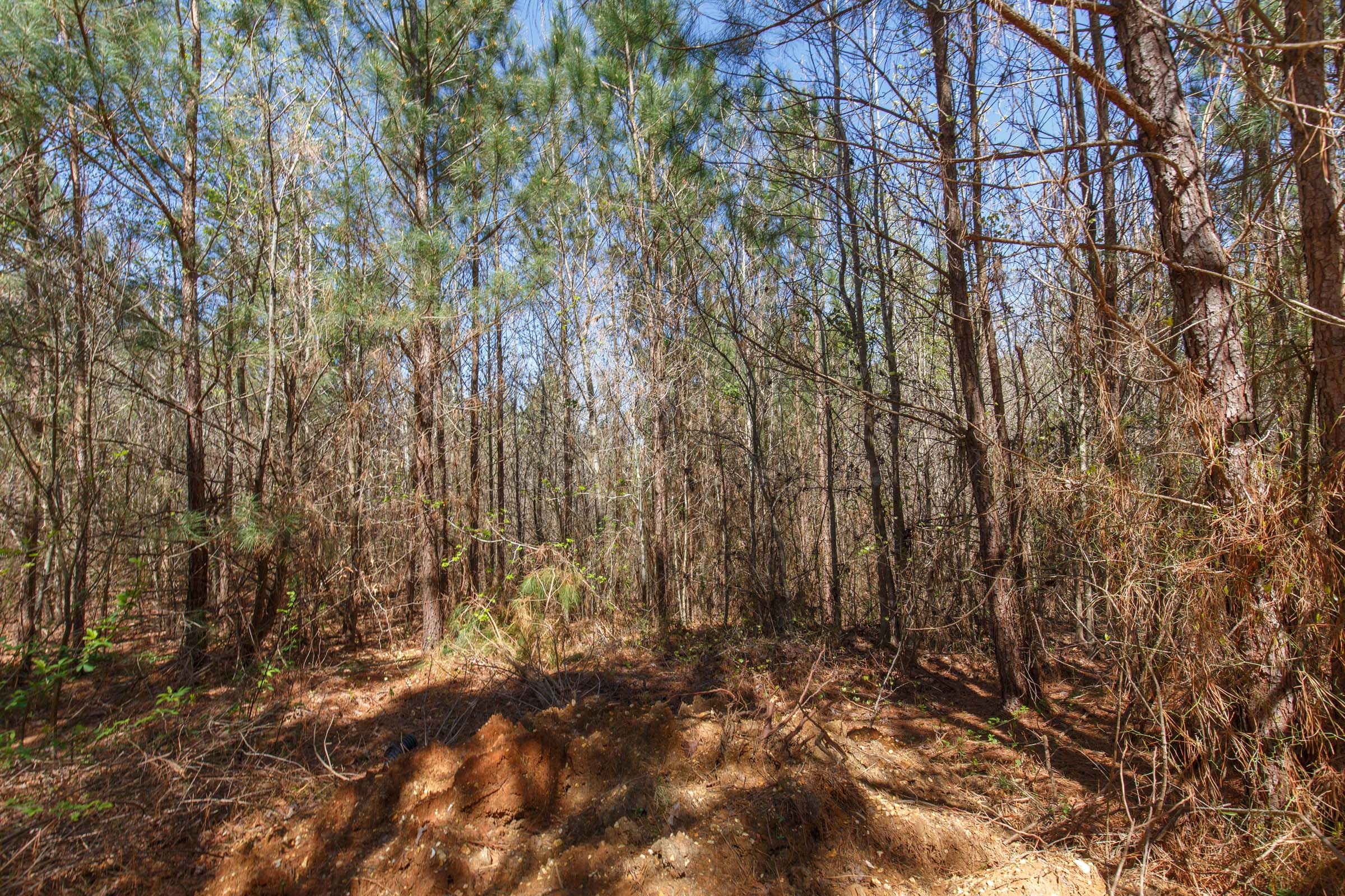 Tract 6 at Southern Hills in Tishomingo County, Mississippi