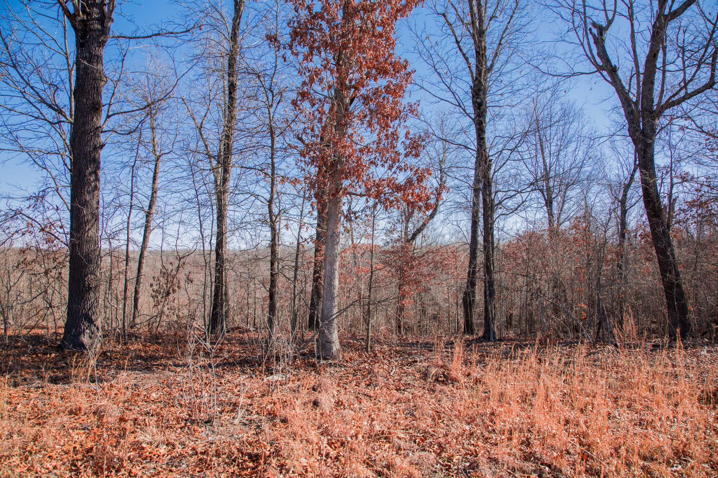 Tract 17 at Buffalo Hills in Dallas County, Missouri