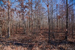 property photo for Buffalo Hills Tract 18, 20.31 acres for sale in Dallas County, Missouri