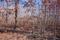 property photo for Buffalo Hills Tract 18, 20.31 acres for sale in Dallas County, Missouri