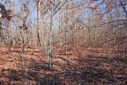 property photo for Buffalo Hills Tract 18, 20.31 acres for sale in Dallas County, Missouri