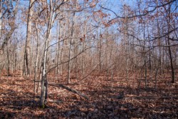 property photo for Buffalo Hills Tract 18, 20.31 acres for sale in Dallas County, Missouri