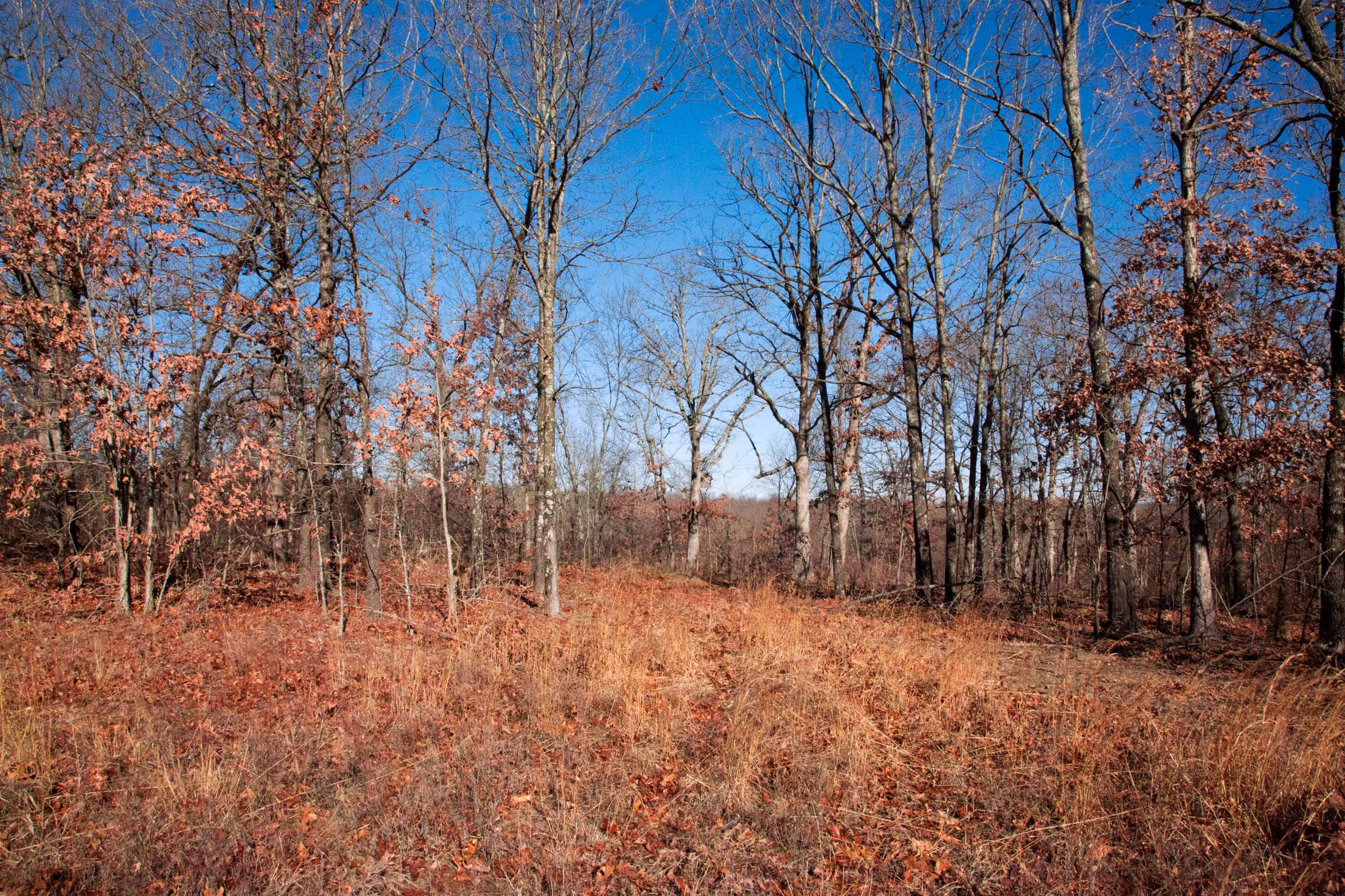 Tract 2 at Buffalo Hills in Dallas County, Missouri