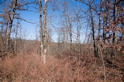 property photo for Buffalo Hills Tract 21, 5.02 acres for sale in Dallas County, Missouri