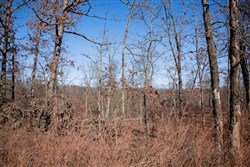 property photo for Buffalo Hills Tract 21, 5.02 acres for sale in Dallas County, Missouri