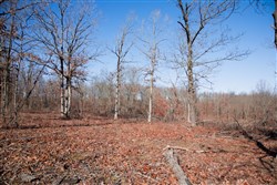 property photo for Buffalo Hills Tract 22, 5.02 acres for sale in Dallas County, Missouri