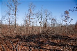property photo for Buffalo Hills Tract 22, 5.02 acres for sale in Dallas County, Missouri