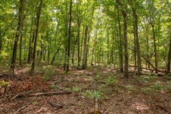 property photo for Wagon Wheel Ranch Tract 28, 7.86 acres for sale in Dent County, Missouri