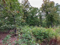 property photo for Wagon Wheel Ranch Tract 31, 12.8 acres for sale in Dent County, Missouri