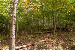 property photo for Wagon Wheel Ranch Tract 50, 10.17 acres for sale in Dent County, Missouri