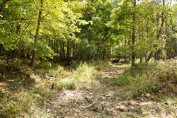 property photo for Wagon Wheel Ranch Tract 50, 10.17 acres for sale in Dent County, Missouri