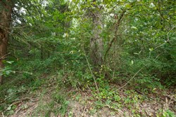 property photo for Springlake Plat 2 Tract 58, 0.38 acres for sale in Miller County, Missouri