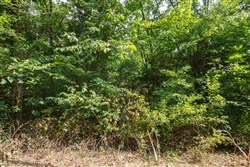 property photo for Springlake Plat 2 Tract 67, 0.38 acres for sale in Miller County, Missouri