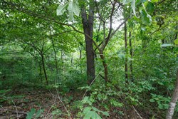 property photo for Springlake Plat 2 Tract 67, 0.38 acres for sale in Miller County, Missouri