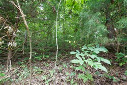 property photo for Springlake Plat 4 Tract 112, 0.38 acres for sale in Miller County, Missouri