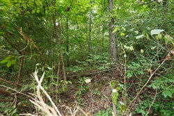 property photo for Springlake Plat 4 Tract 113, 0.38 acres for sale in Miller County, Missouri
