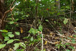property photo for Springlake Plat 4 Tract 113, 0.38 acres for sale in Miller County, Missouri