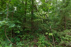 property photo for Springlake Plat 4 Tract 113, 0.38 acres for sale in Miller County, Missouri