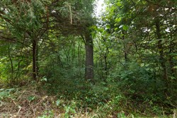 property photo for Springlake Plat 4 Tract 129, 0.25 acres for sale in Miller County, Missouri