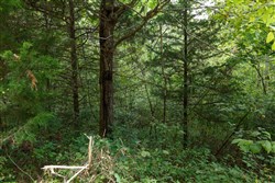 property photo for Springlake Plat 4 Tract 129, 0.25 acres for sale in Miller County, Missouri