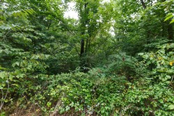 property photo for Springlake Plat 4 Tract 129, 0.25 acres for sale in Miller County, Missouri