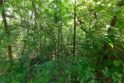 property photo for Springlake Plat 4 Tract 37, 0.38 acres for sale in Miller County, Missouri