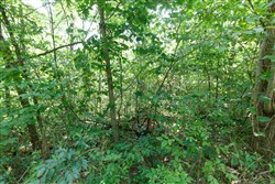 property photo for Springlake Plat 4 Tract 37, 0.38 acres for sale in Miller County, Missouri