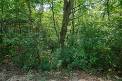 property photo for Springlake Plat 4 Tract 38, 0.38 acres for sale in Miller County, Missouri