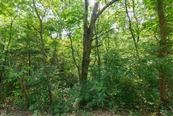 property photo for Springlake Plat 4 Tract 38, 0.38 acres for sale in Miller County, Missouri
