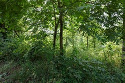 property photo for Springlake Plat 6 Tract 123, 0.2 acres for sale in Miller County, Missouri