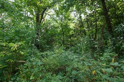 property photo for Springlake Plat 6 Tract 73, 0.38 acres for sale in Miller County, Missouri