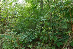 property photo for Springlake Plat 6 Tract 73, 0.38 acres for sale in Miller County, Missouri