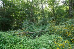 property photo for Springlake Plat 6 Tract 74, 0.38 acres for sale in Miller County, Missouri