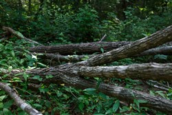 property photo for Springlake Plat 6 Tract 74, 0.38 acres for sale in Miller County, Missouri